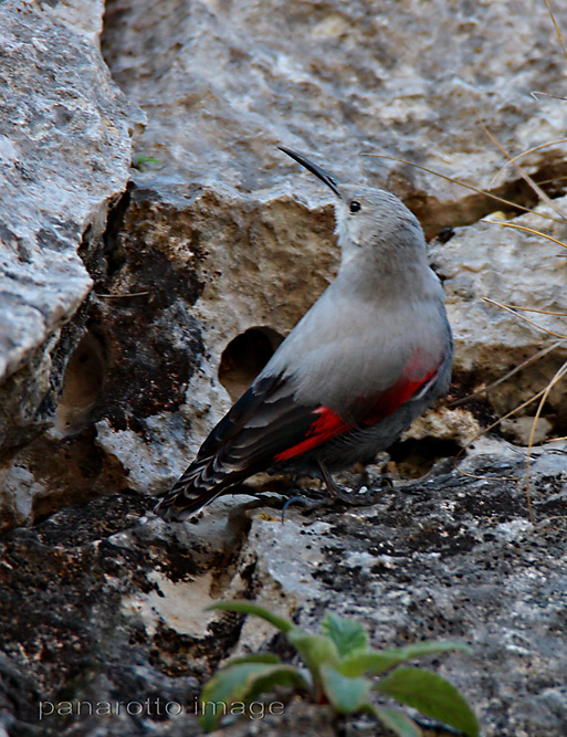 Wallcreeper