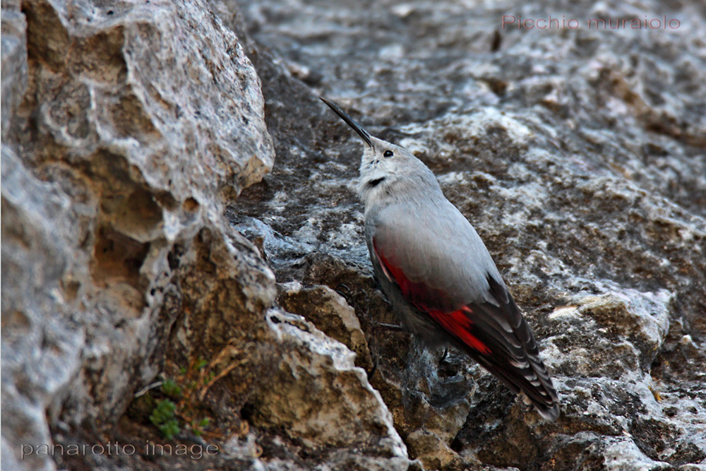 Wallcreeper