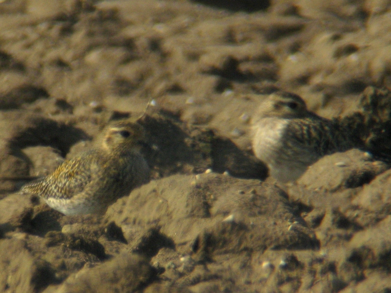 Piviere dorato • Golden Plover