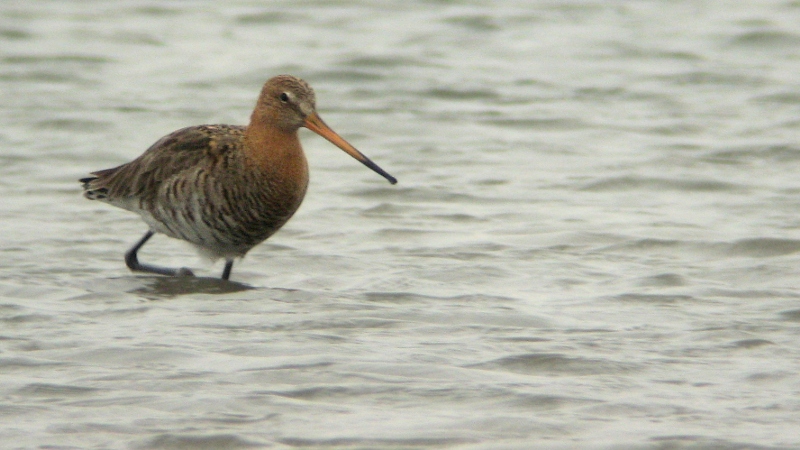 Pittima reale • Black-tailed Godwit