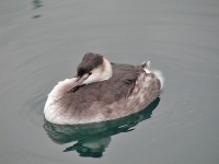 Svasso maggiore Podiceps cristatus Great Crested Grebe