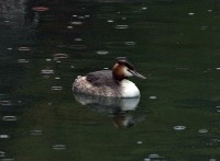 Svasso maggiore Podiceps cristatus Great Crested Grebe