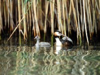 Svasso maggiore Podiceps cristatus Great Crested Grebe