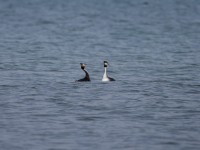 Svasso maggiore Podiceps cristatus Great Crested Grebe