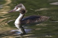 Svasso maggiore Podiceps cristatus Great Crested Grebe