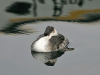 Svasso maggiore Podiceps cristatus Great Crested Grebe