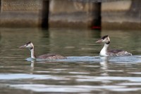 Svasso maggiore Podiceps cristatus Great Crested Grebe