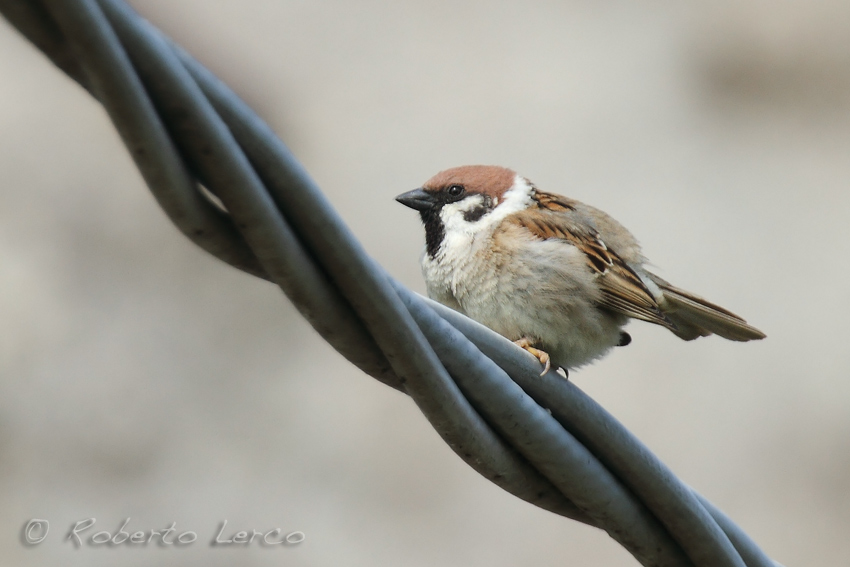 Passera_mattugia_Tree_Sparrow