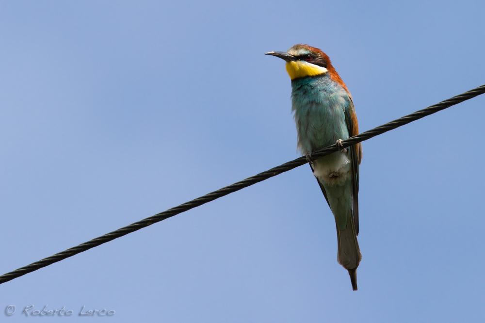 Gruccione_Merops_apiaster_European_Bee-eater