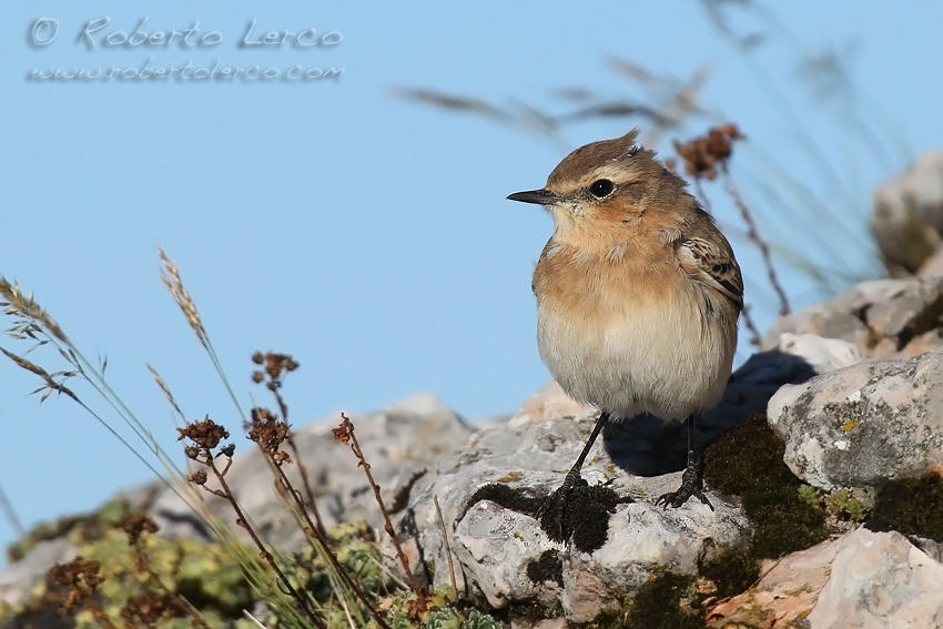 Culbianco_Wheatear5