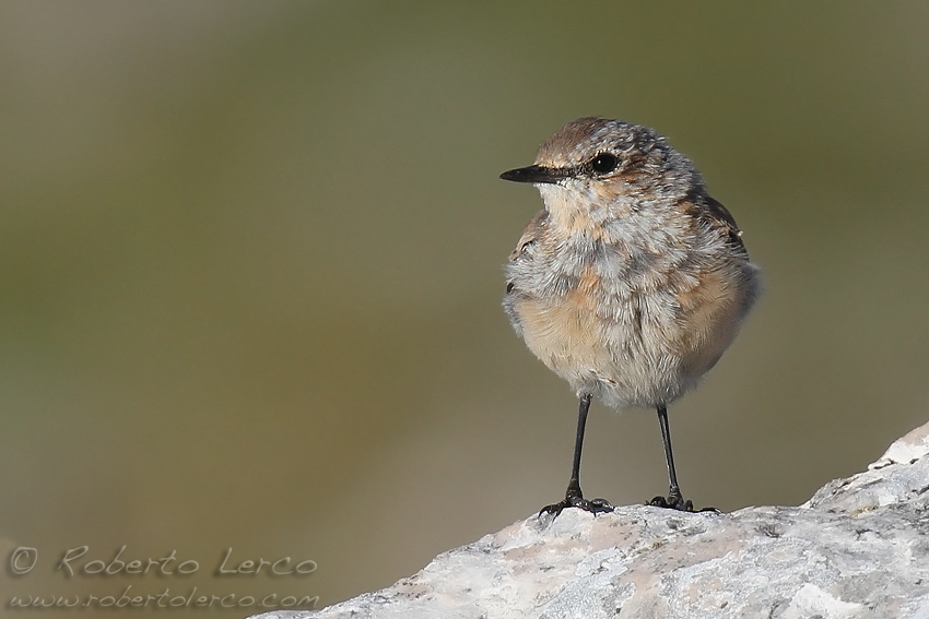 Culbianco_Wheatear7