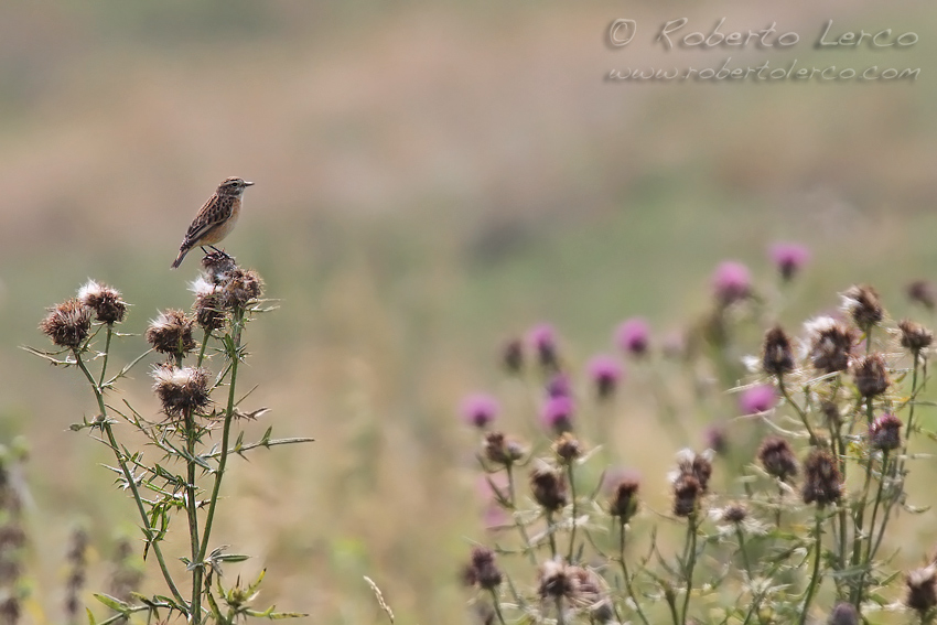 Stiaccino_Whinchat_Saxicola_rubetra