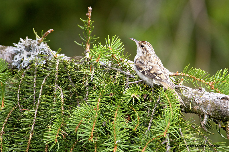 Rampichino_alpestre