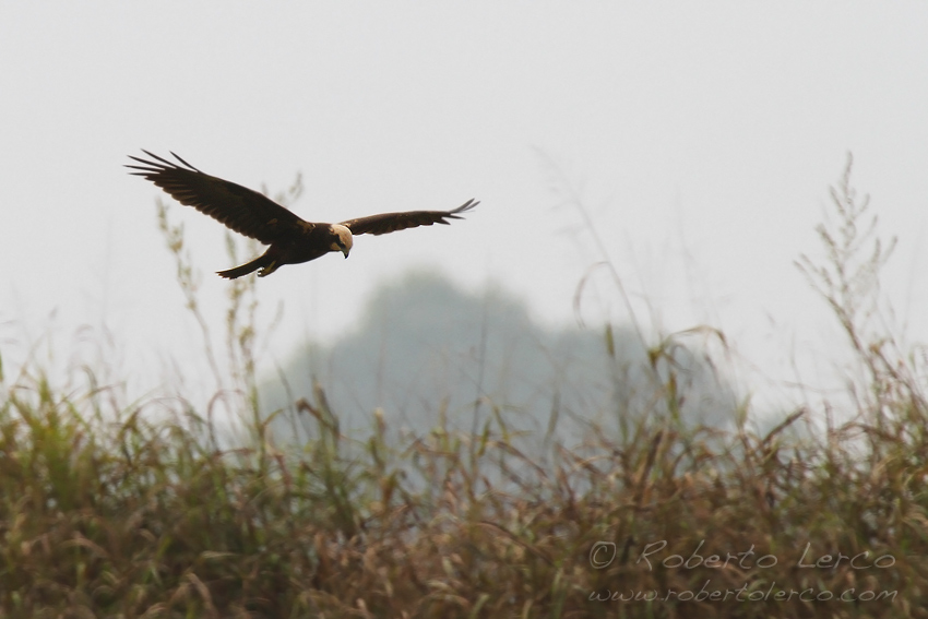 Falco_palude_marsh_harrier_Circus_aeruginosus