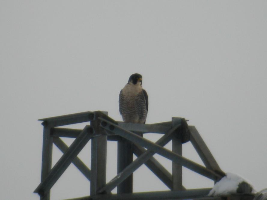 peregrine falcon