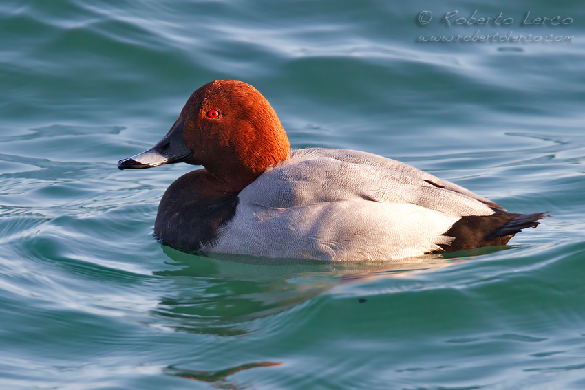 Moriglione_Aythya_ferina_Common_Pochard1