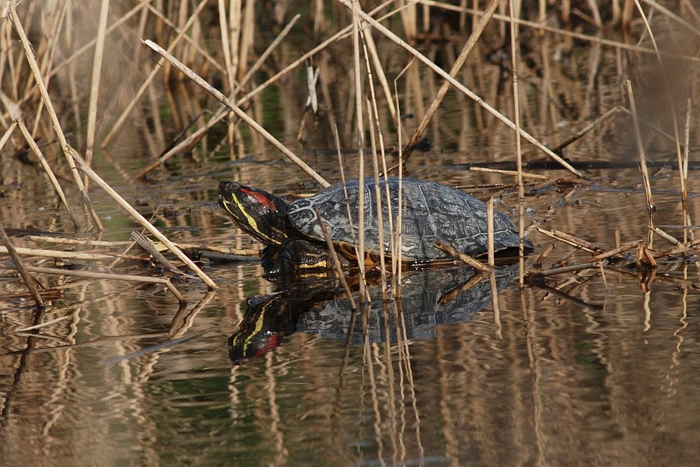 Trachemys scripta elegans