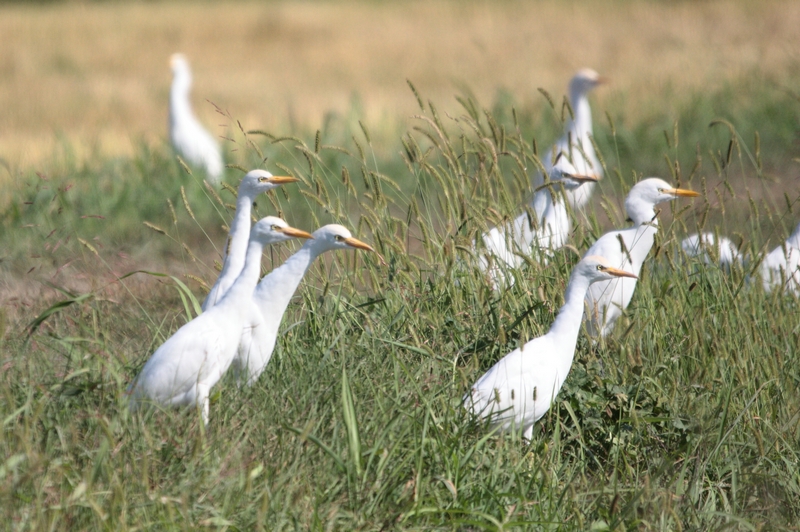 a.guardabuoi