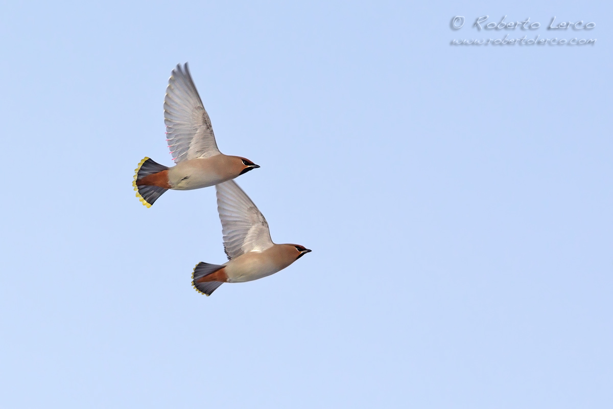 Beccofrusone_Bombycilla_garrulus_Waxwing06_1200