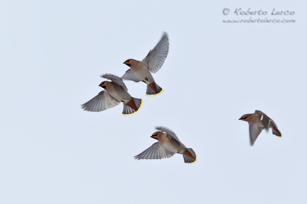 Beccofrusone_Bombycilla_garrulus_Waxwing07_1200