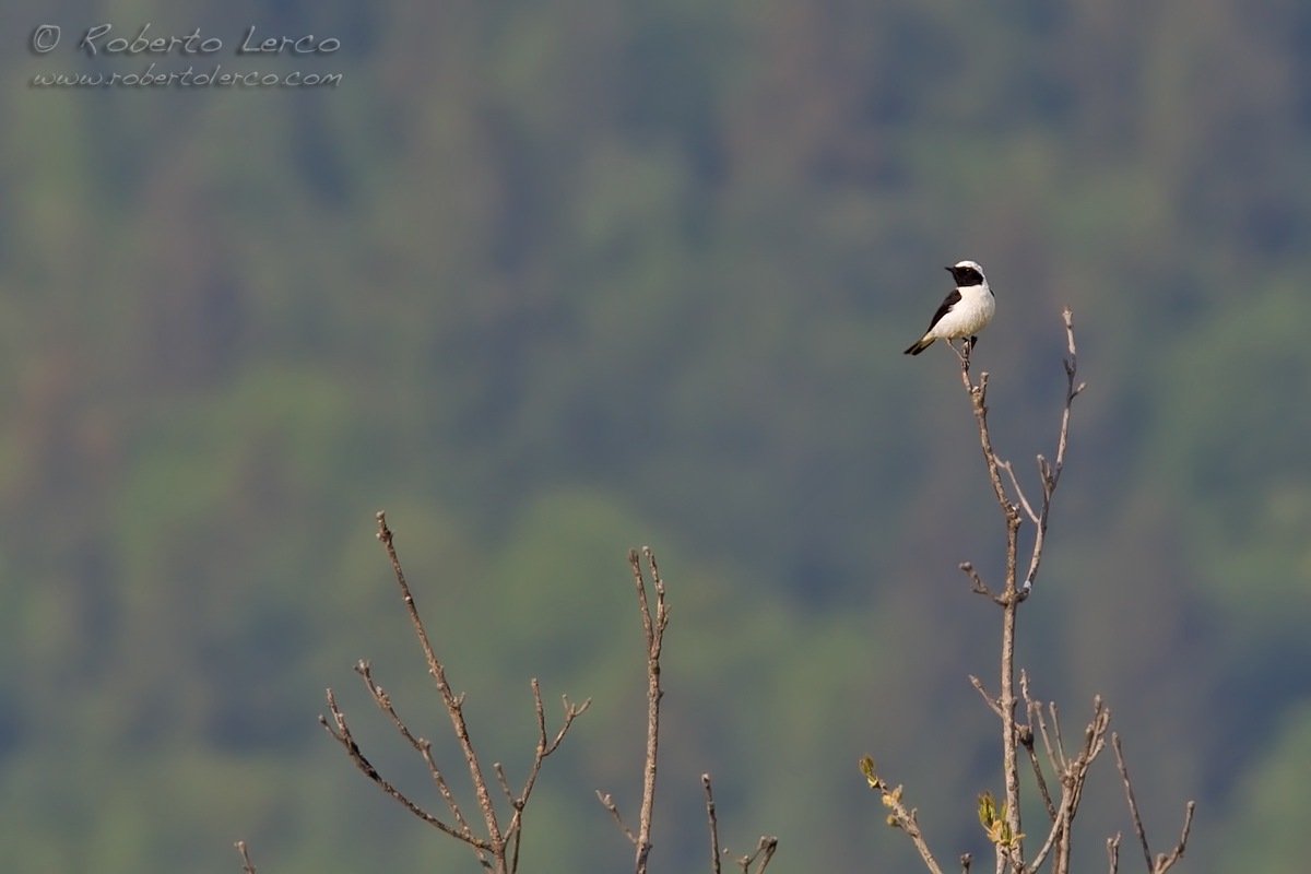 Monachella_Black-eared_Wheatear_Oenanthe_hispanica12_1200