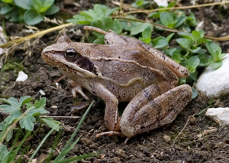 Rana dalmatina