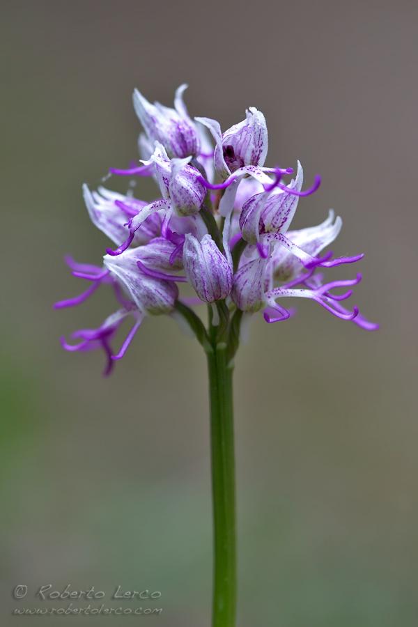 Orchis_simia_Orchidea_scimmia04_1200