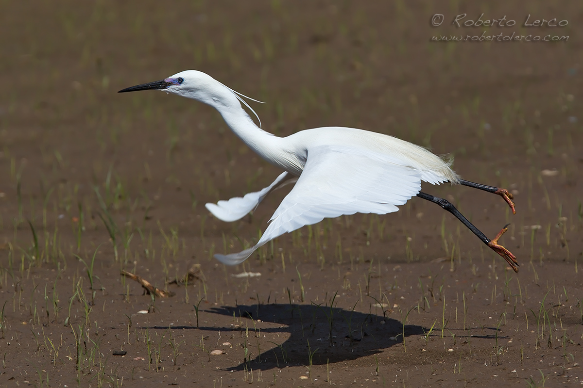 Garzetta_Egretta_garzetta_Little_Egret43_1200