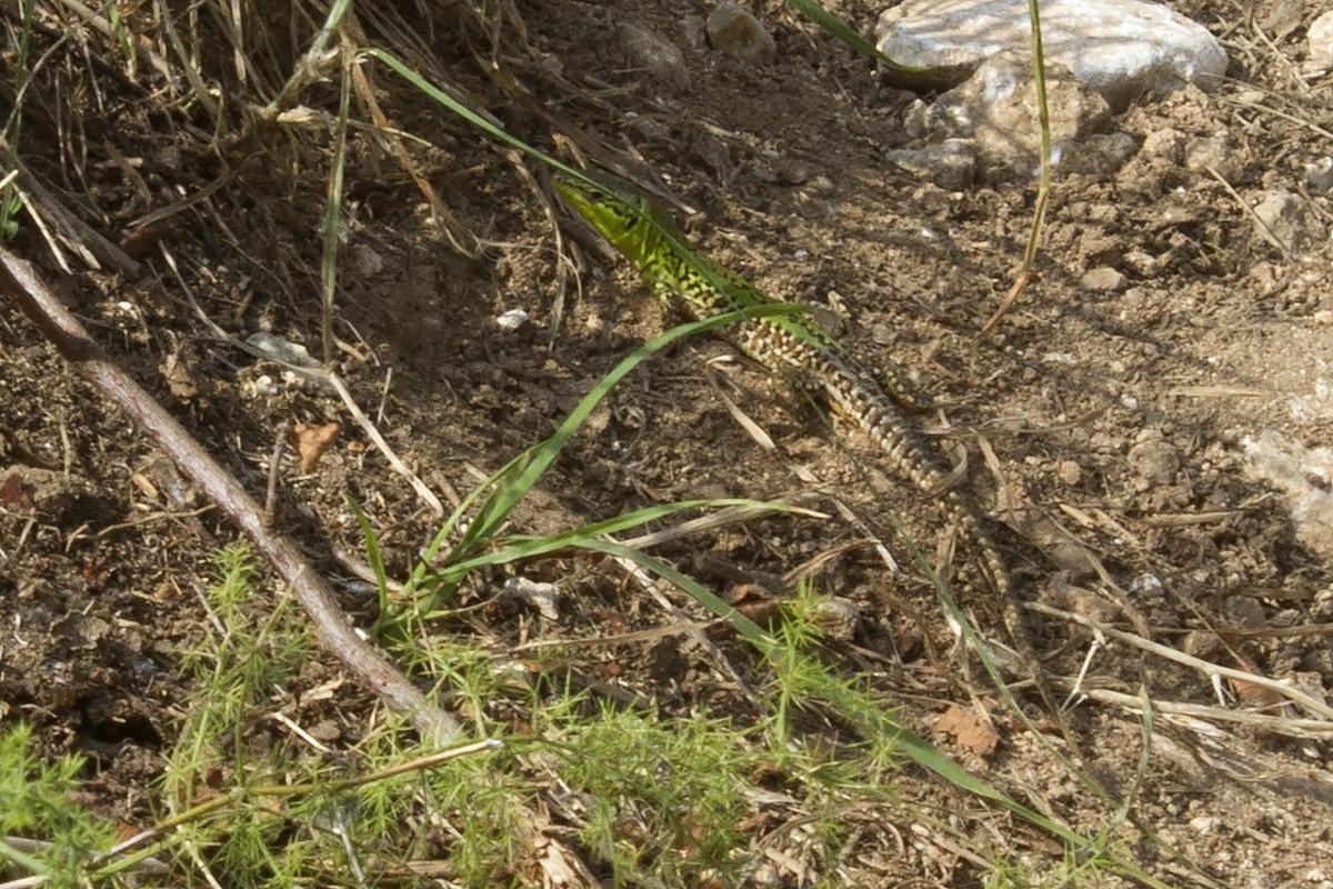 Lucertola campestre