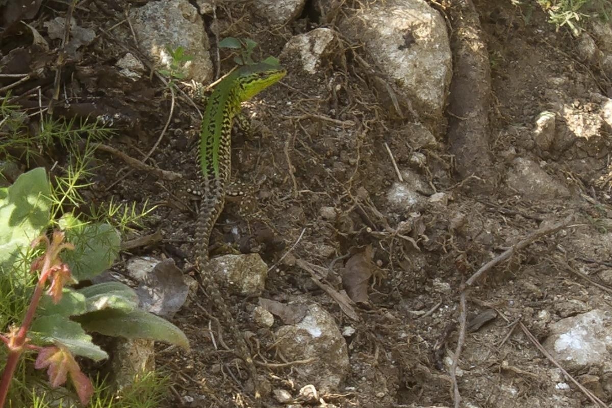 Lucertola campestre