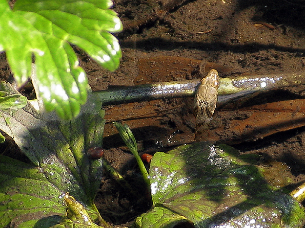 Natrice tessellata in agguato