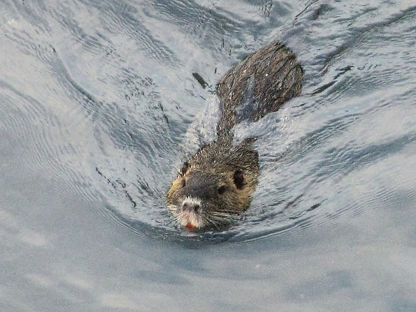 Nutria 