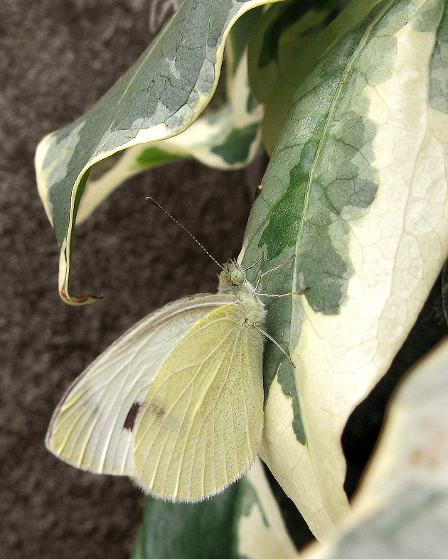 Pieris mannii