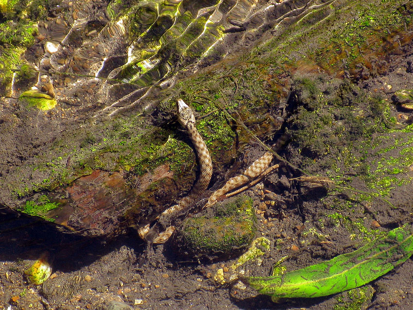 Natrice tessellata