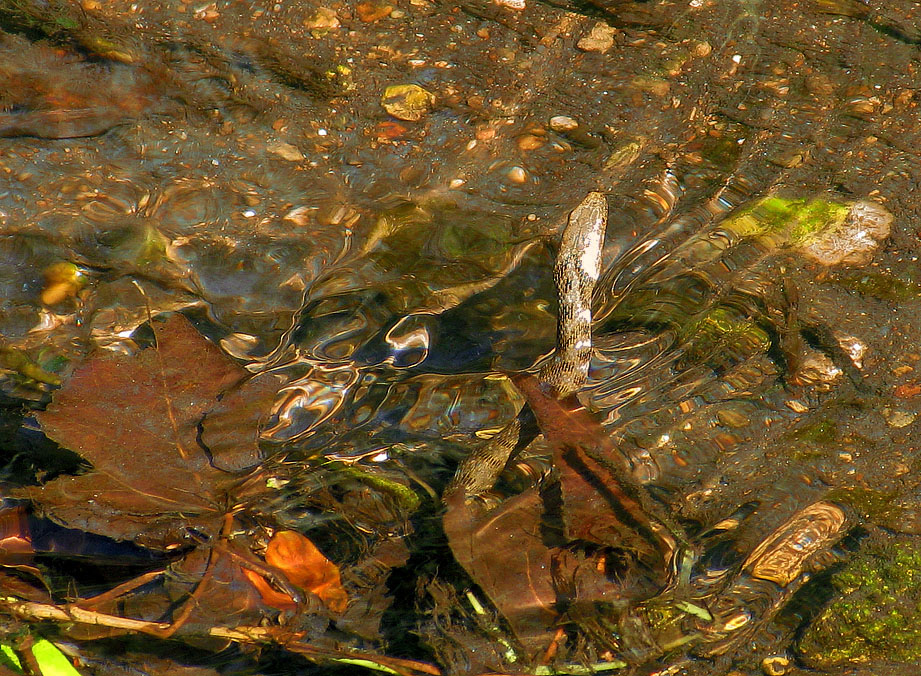 Natrice tessellata