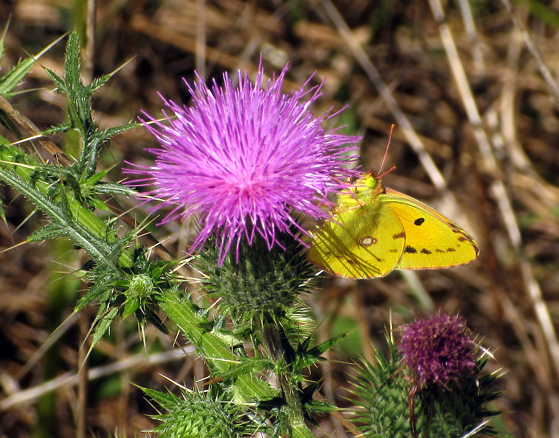 Colias crocea