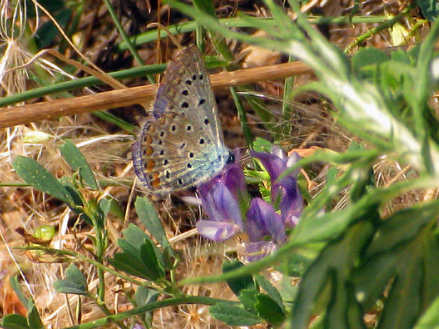 Polyommatus bellargus