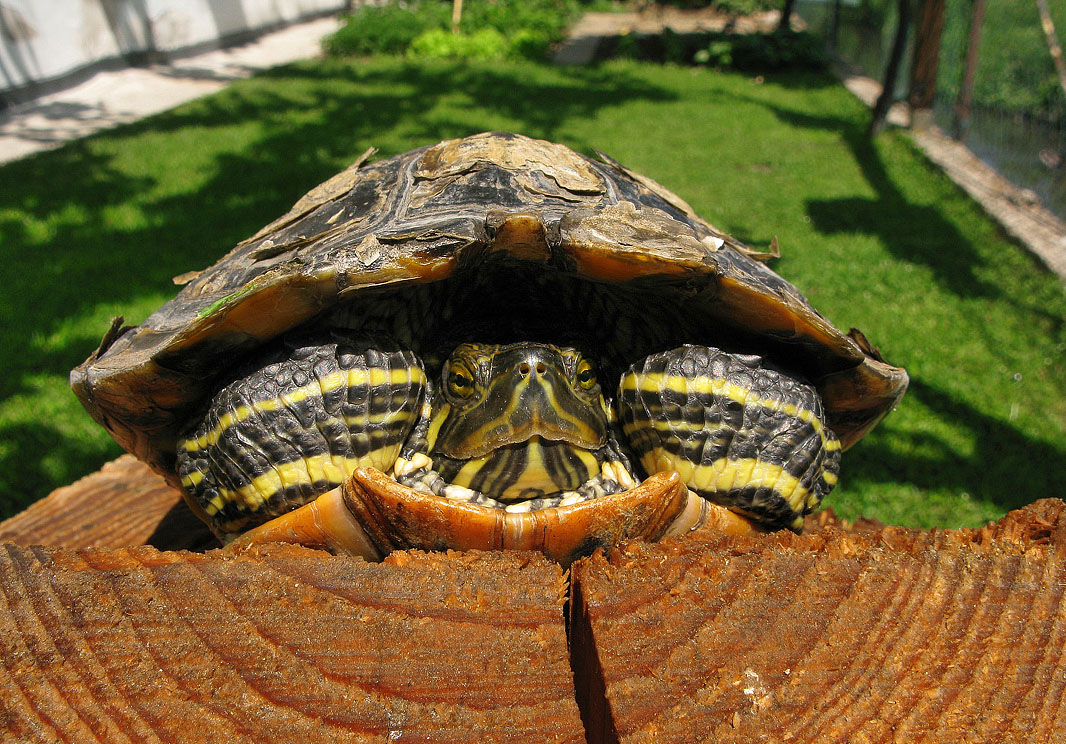 Trachemys scripta elegans