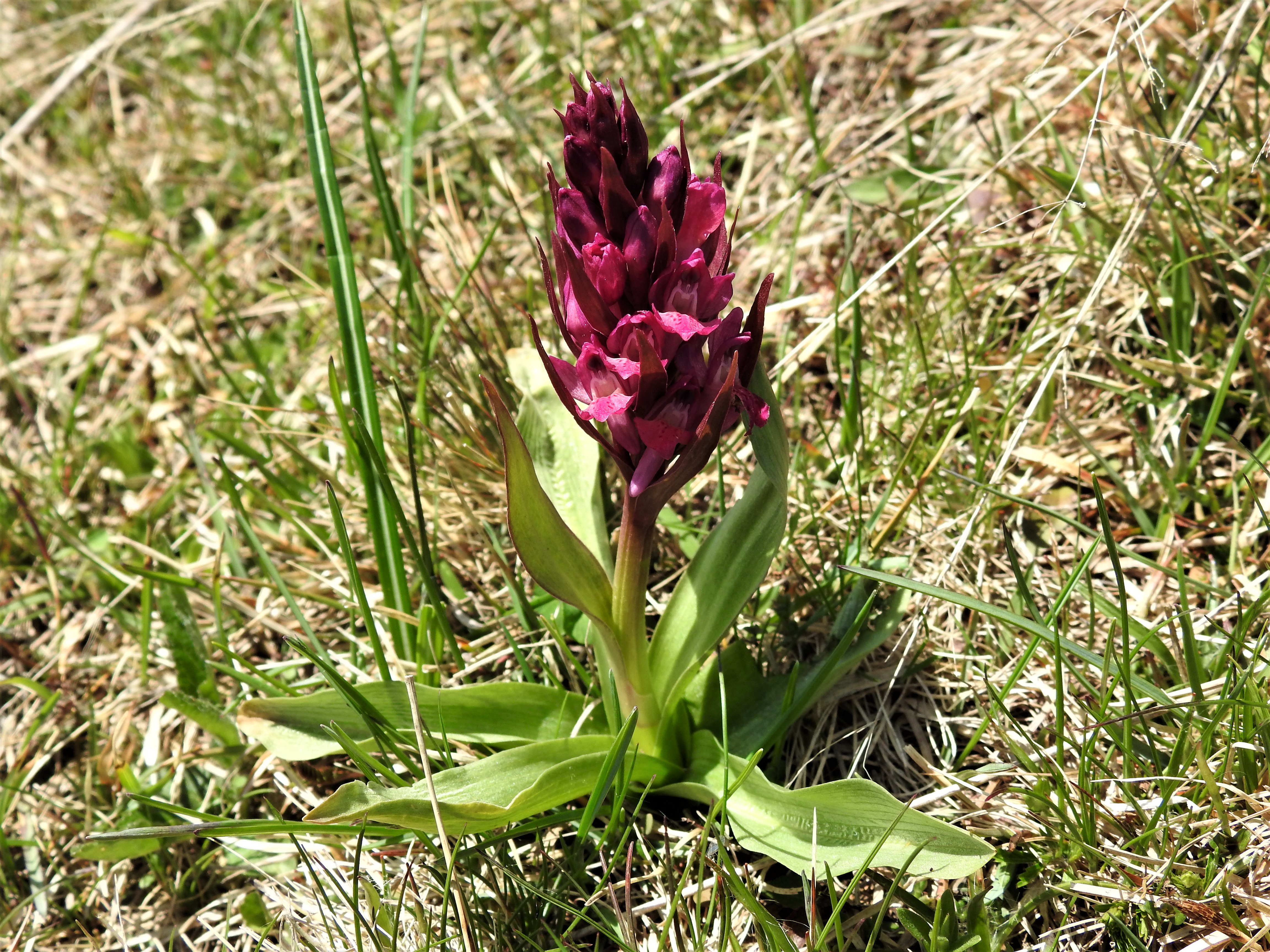 Giglio sambucino (Dactylorhiza  sambucina) Vallene 09-05-21