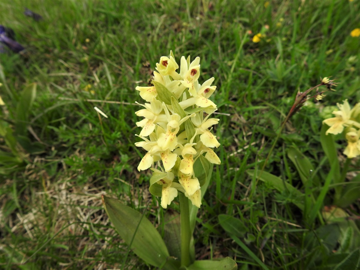 Giglio sambucino (Dactylorhiza  sambucina) m.ghe alte Vallene 23-05-21