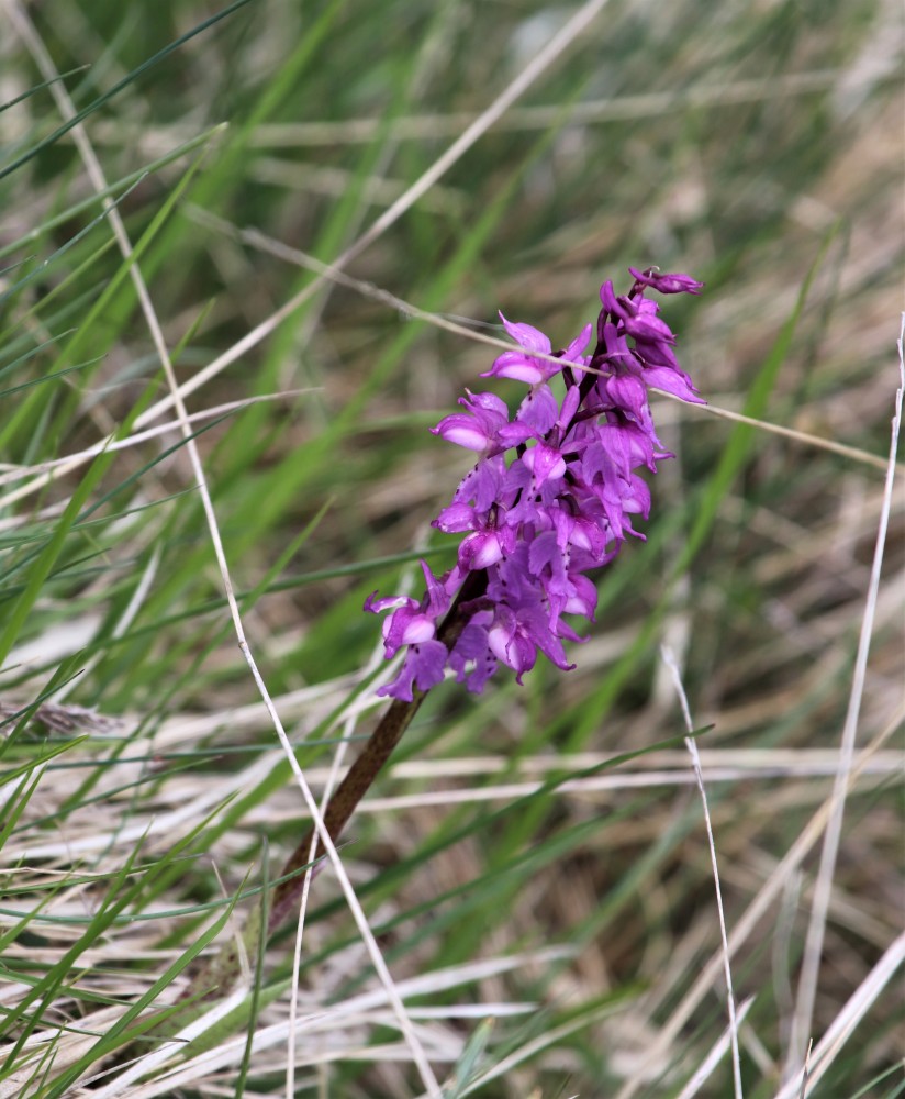 Orchis mascula m.ghe alte Vallene  23-05-21