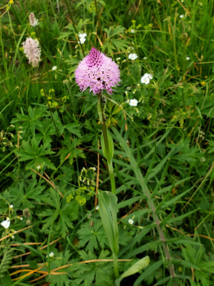 Traunsteinera globosa Baito vecchio, m.ghe alte Vallene 20-06-21 (2)