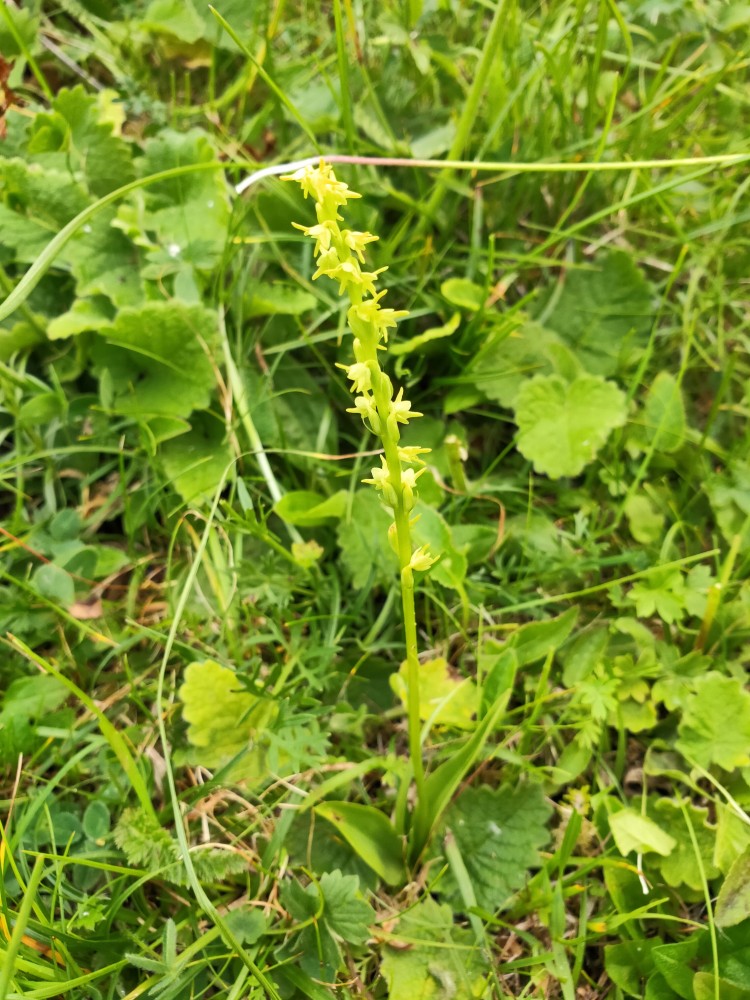 Orchide a un bulbo (Herminium monorchis), m.ga Rambalda Vallene 22-06-22 (2)