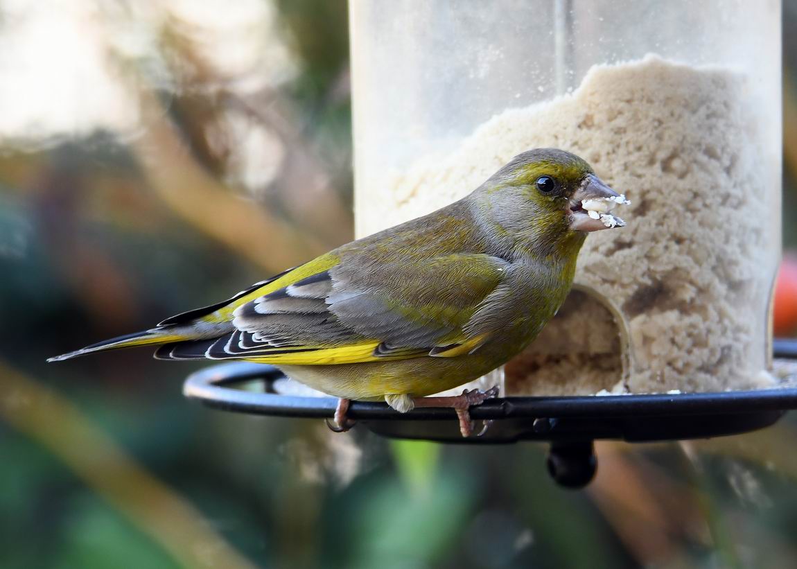 Verdone in giardino