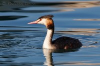 Svasso maggiore Podiceps cristatus Great Crested Grebe