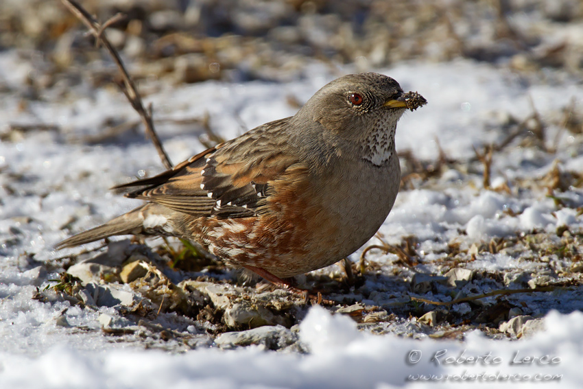 Sordone • Alpine Accentor